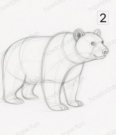 Refined outline of the bear's body and limbs.