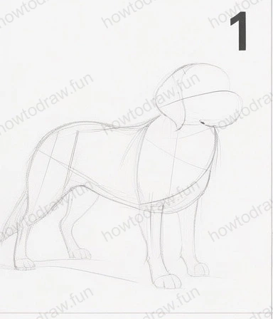 Basic shapes of a dog including head and body outline.